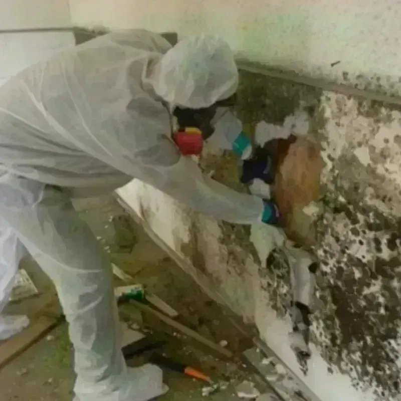 Mold Remediation and Removal in Sandwich, IL